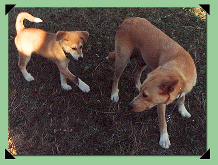 Pippin the pup and mum